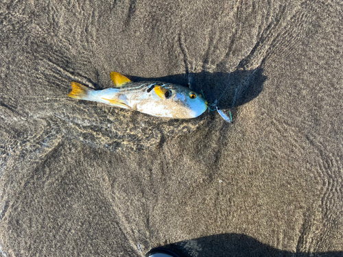 シマフグの釣果