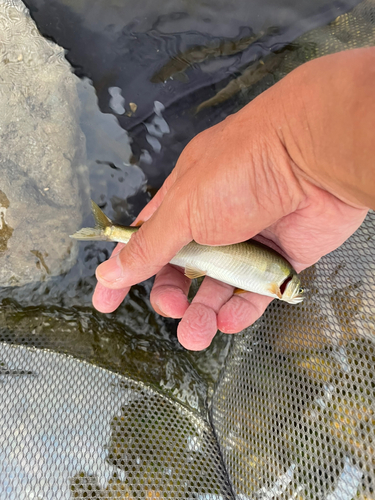 コアユの釣果