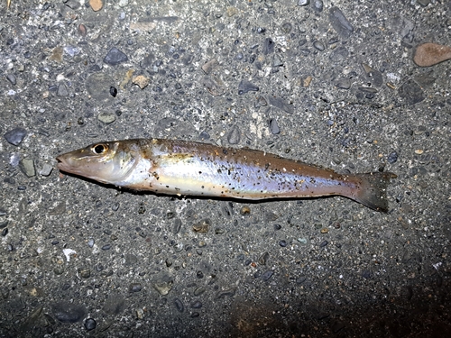 キスの釣果