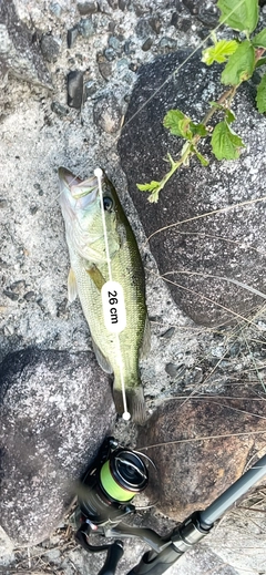 ブラックバスの釣果