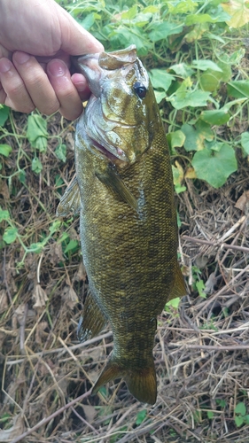 スモールマウスバスの釣果