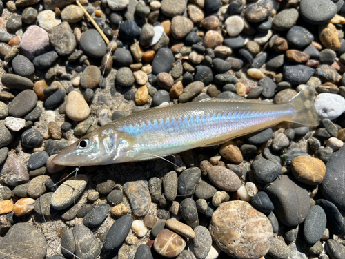 キスの釣果