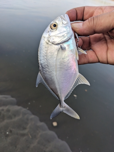 メッキの釣果