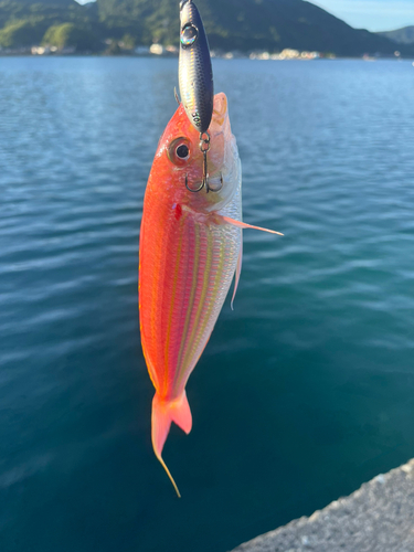 イトヨリダイの釣果