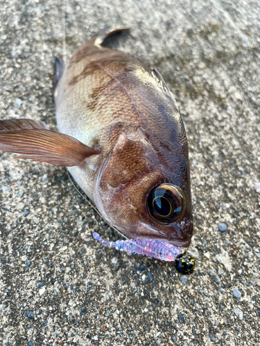 メバルの釣果