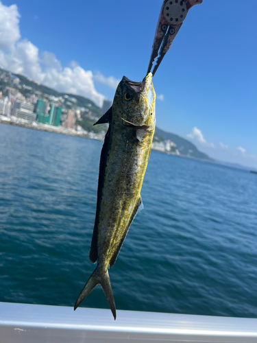 シイラの釣果