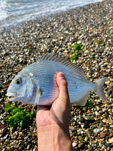 ヘダイの釣果