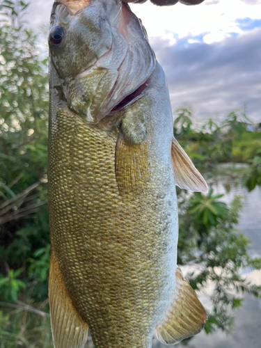 スモールマウスバスの釣果