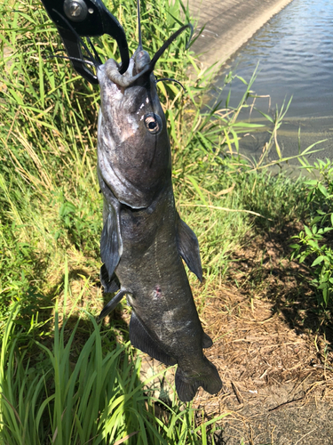 アメリカナマズの釣果