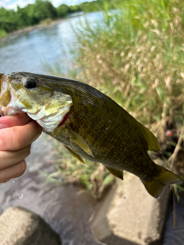 スモールマウスバスの釣果