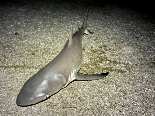 サメの釣果