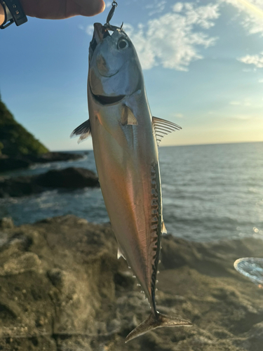 ソウダガツオの釣果