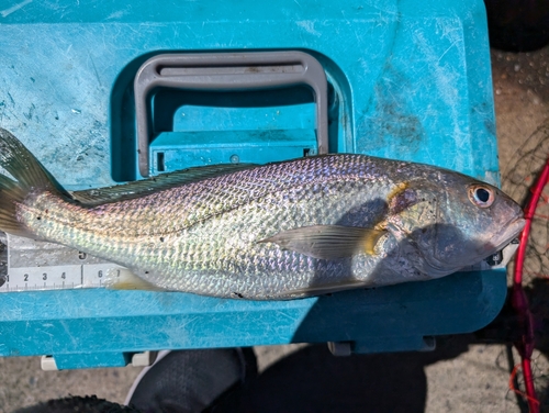 イシモチの釣果