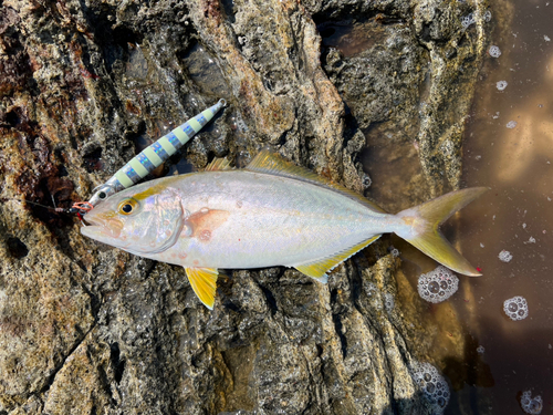 ネリゴの釣果