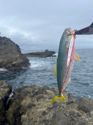 ワカシの釣果