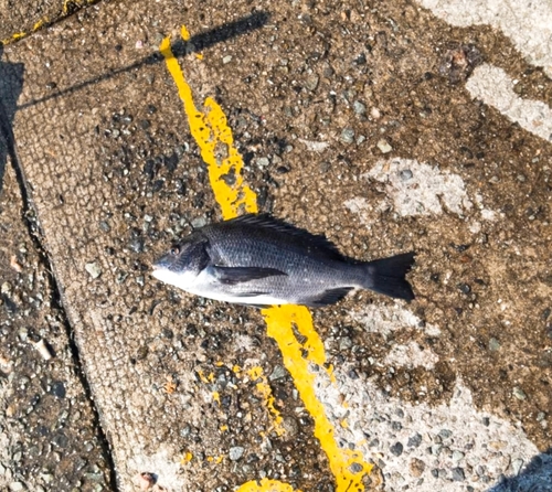 チヌの釣果