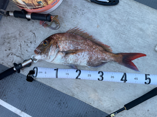 マダイの釣果