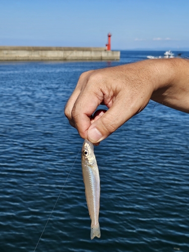 キスの釣果