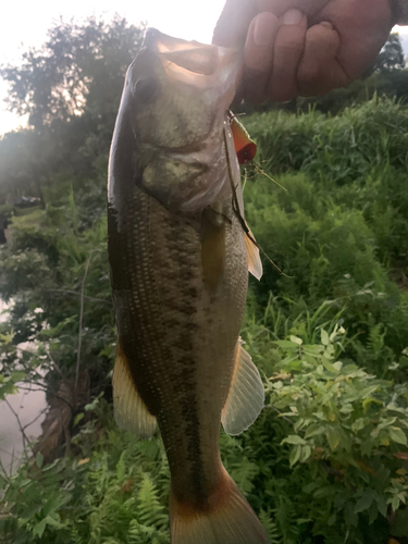 ラージマウスバスの釣果