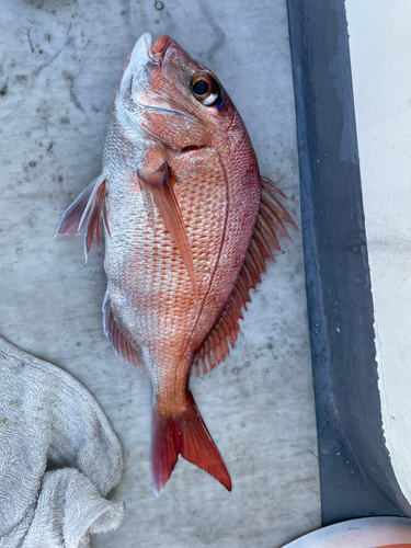 マダイの釣果