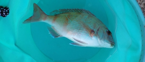 チャリコの釣果