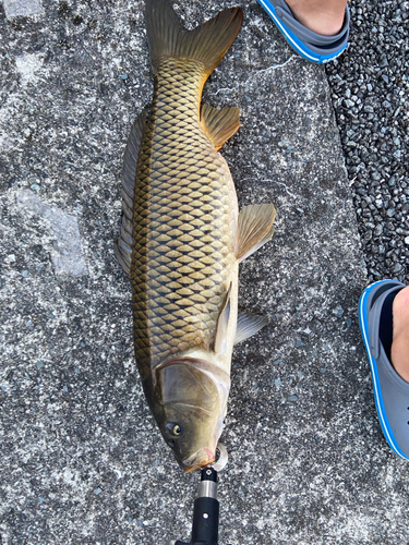 コイの釣果