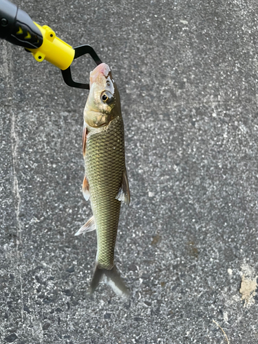 コイの釣果