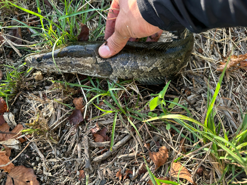 ライギョの釣果