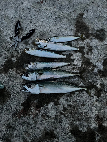 サバの釣果