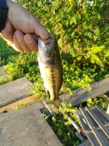 ラージマウスバスの釣果