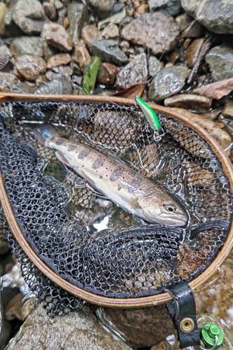 アマゴの釣果