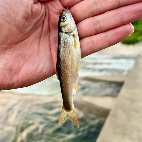 ウグイの釣果