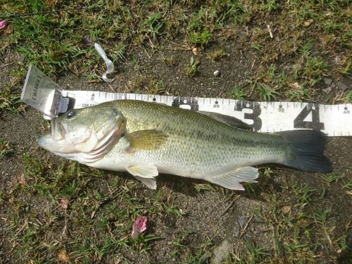 ブラックバスの釣果