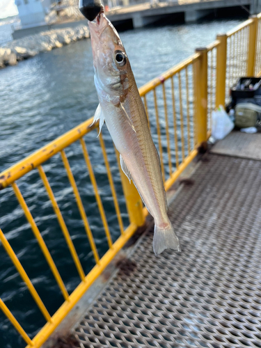 シロギスの釣果