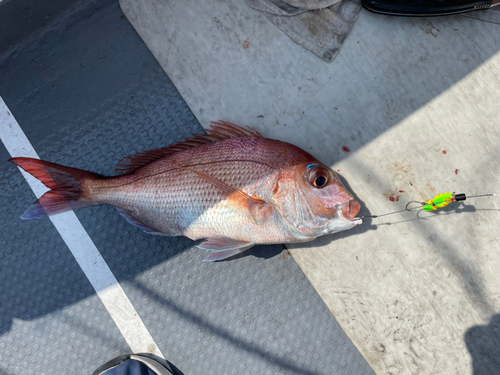 マダイの釣果