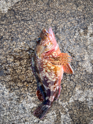 カサゴの釣果