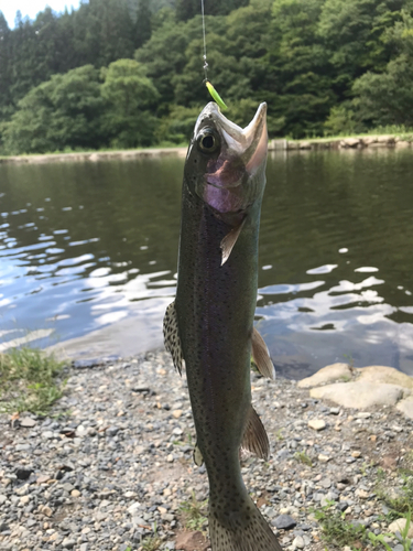 ニジマスの釣果