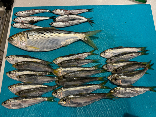 ギンイソイワシの釣果