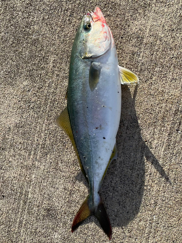 ワカシの釣果