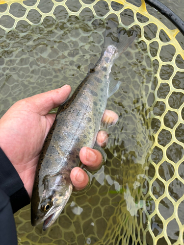 ヤマメの釣果