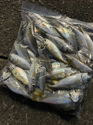 アジの釣果