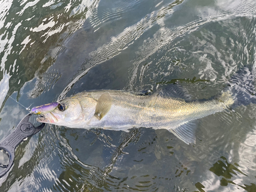 シーバスの釣果