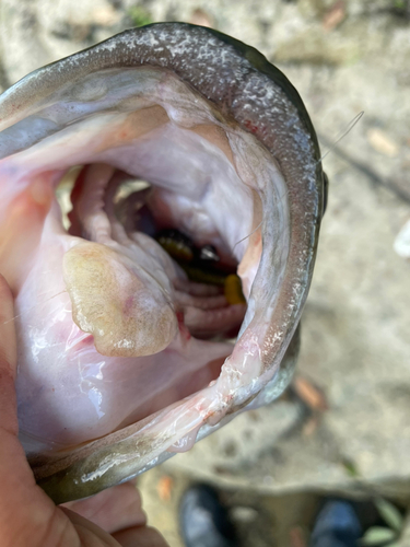 ブラックバスの釣果