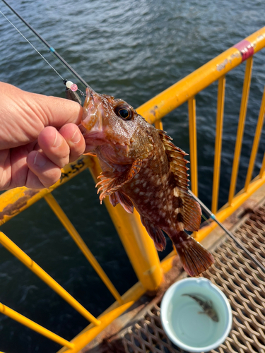 カサゴの釣果