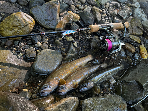 イワナの釣果