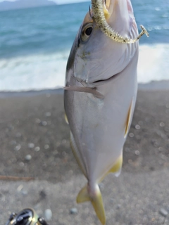 ショゴの釣果