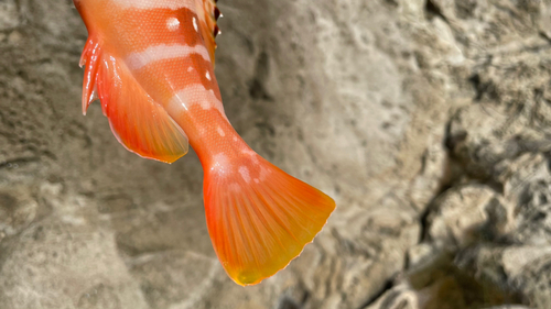 アカハタの釣果