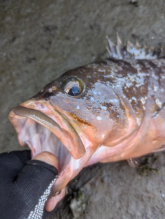 アコウの釣果