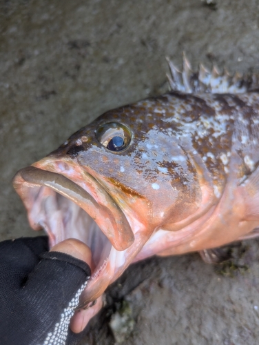 アコウの釣果