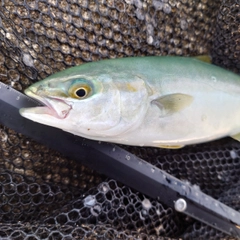 ツバイソの釣果